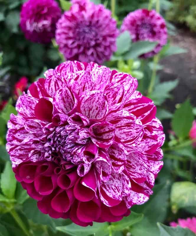 Beautiful flowers at Butchart Gardens