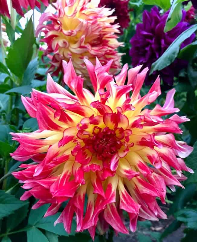 Vibrantly colored flowers at Victoria's Butchart Gardens