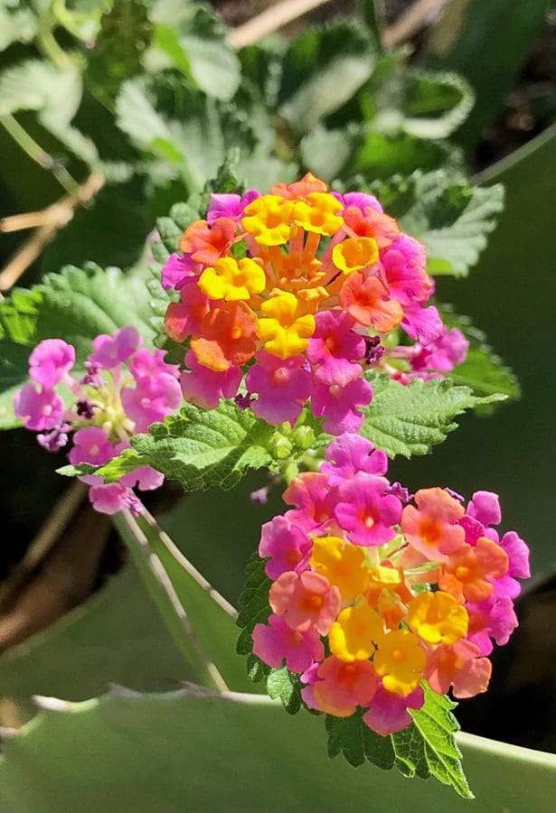 Close-up of colorful pink, yellow, and orange clusters of lantana flowers.