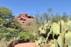 Read more about the article Desert Botanical Garden Phoenix: Top Tips from an AZ local!
